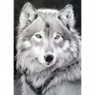 Diamond Painting Grijze Wolf